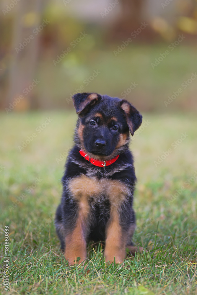 Cute short-haired German Shepherd puppy wearing a collar and sitting  outdoors in autumn Stock Photo | Adobe Stock