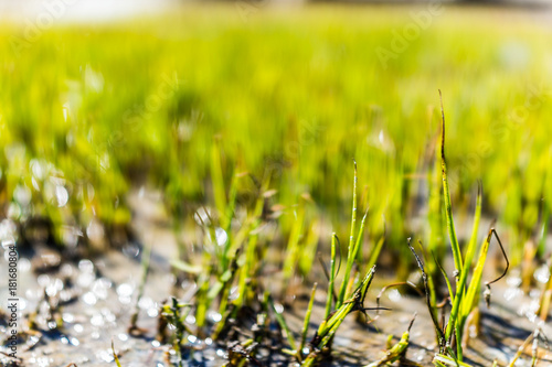 Macro closeup of green beach grass by Saint Lawrence river in Quebec, Canada with sand, shallow water and puddles