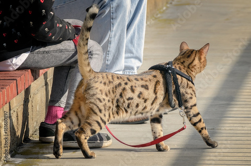 Spotted cheetoh cat on a leash. photo