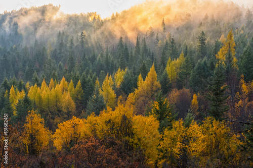 Foggy autumn sunrise over a wooded valley