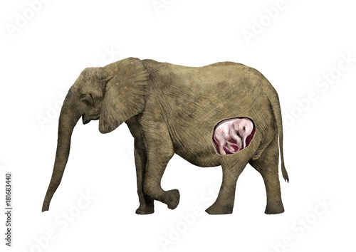 Photography african elephant pregnant digital illustration