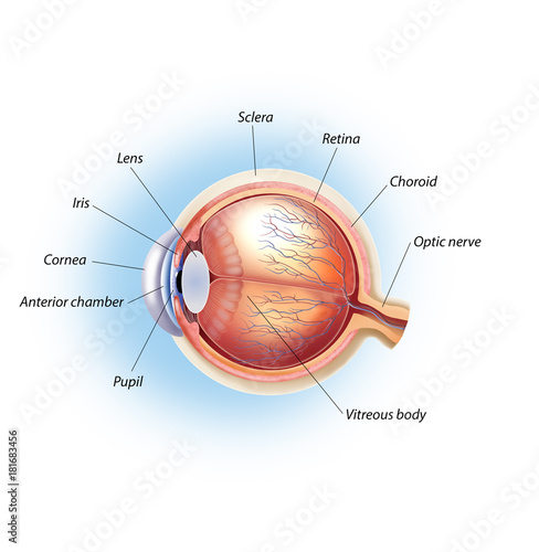 Quadro em tela Eye anatomy