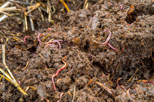 Red Worms. Californian worm over his humus. fertilizer.