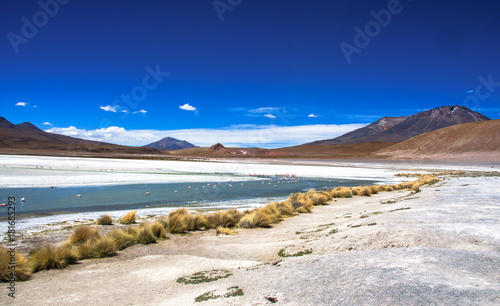 James and Chilean flamingos in Laguna Hedionda located in the Bolivian altiplano near the Uyuni Salt Flat