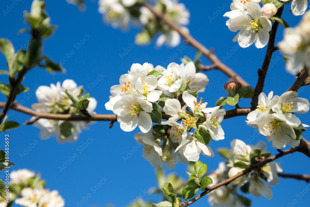 Blooming Apple tree in white. Flowering branches of Apple on a background of blue sky in the spring