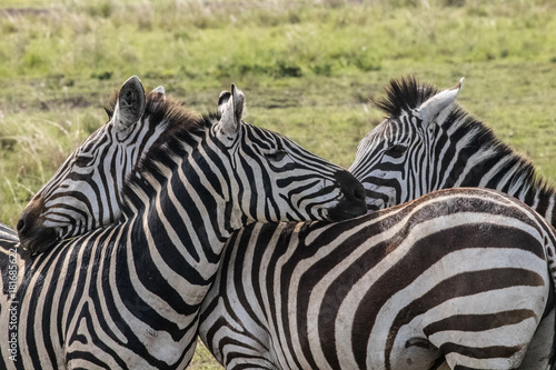 Zebras resting on each other