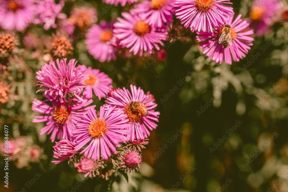 Bees and flowers Bees and flowers