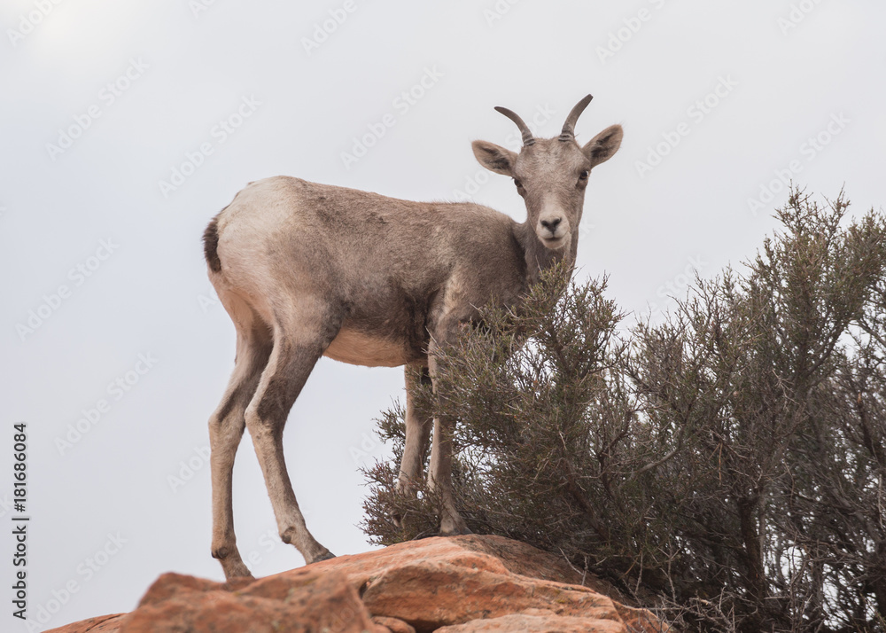 Young desert big horned sheep on a sandstone rock