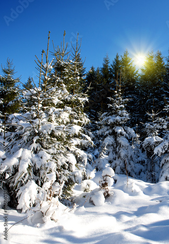 Winter fir trees in german forest with sunshine.