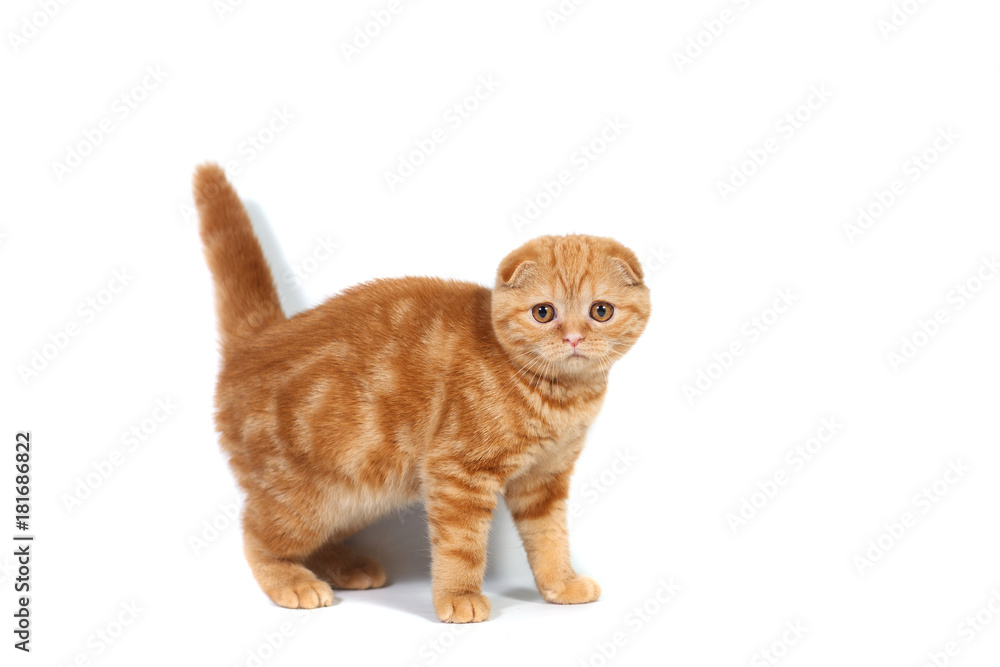 Scottish Fold small baby cat of red color with short hair in stripe with small ears and big full-length eyes on a white isolated background
