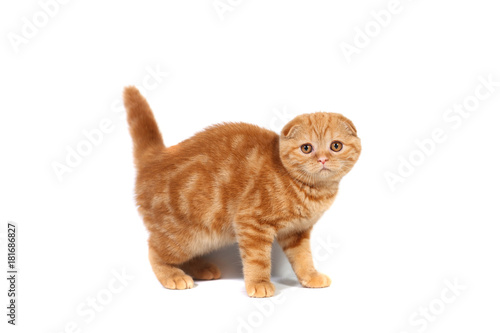 Scottish Fold small baby cat of red color with short hair in stripe with small ears and big full-length eyes on a white isolated background