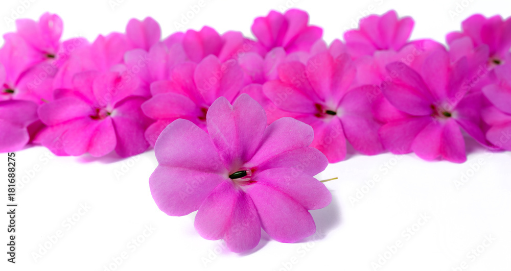 the flowers of Impatiens the flowers of Impatiens