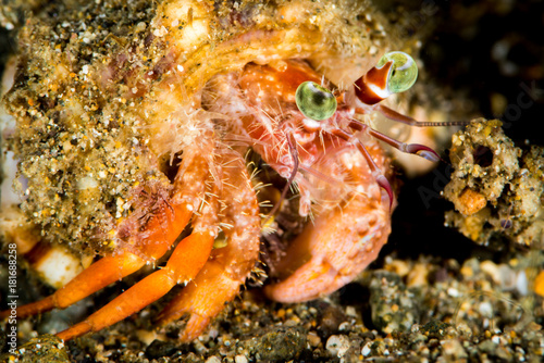 Fotografija anemone hermit crab