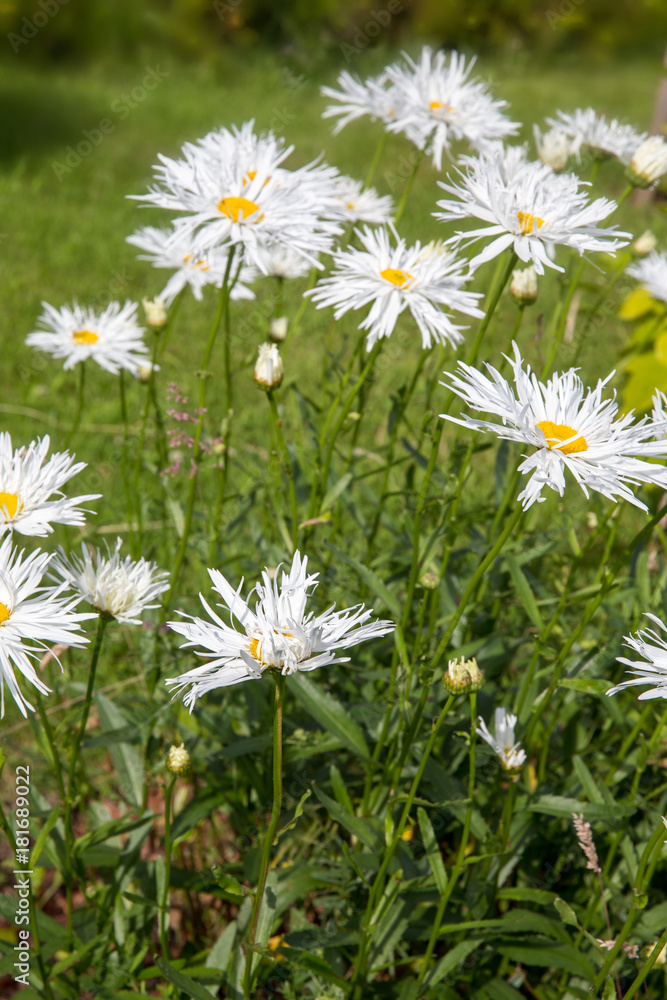 Leucanthemum superbum Crazy Daisy Formerly Chrysanthemum maximum. White flowers in garden on sunny day Leucanthemum superbum Crazy Daisy Formerly Chrysanthemum maximum. White flowers in garden on sunny day