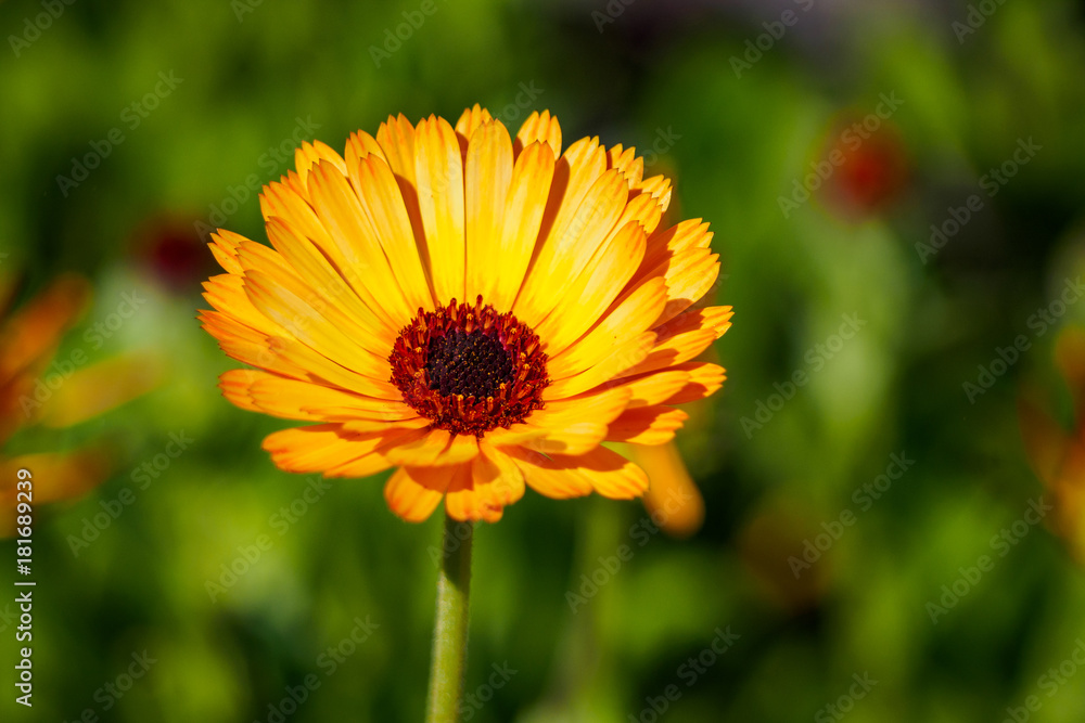 Obraz premium flower in green background