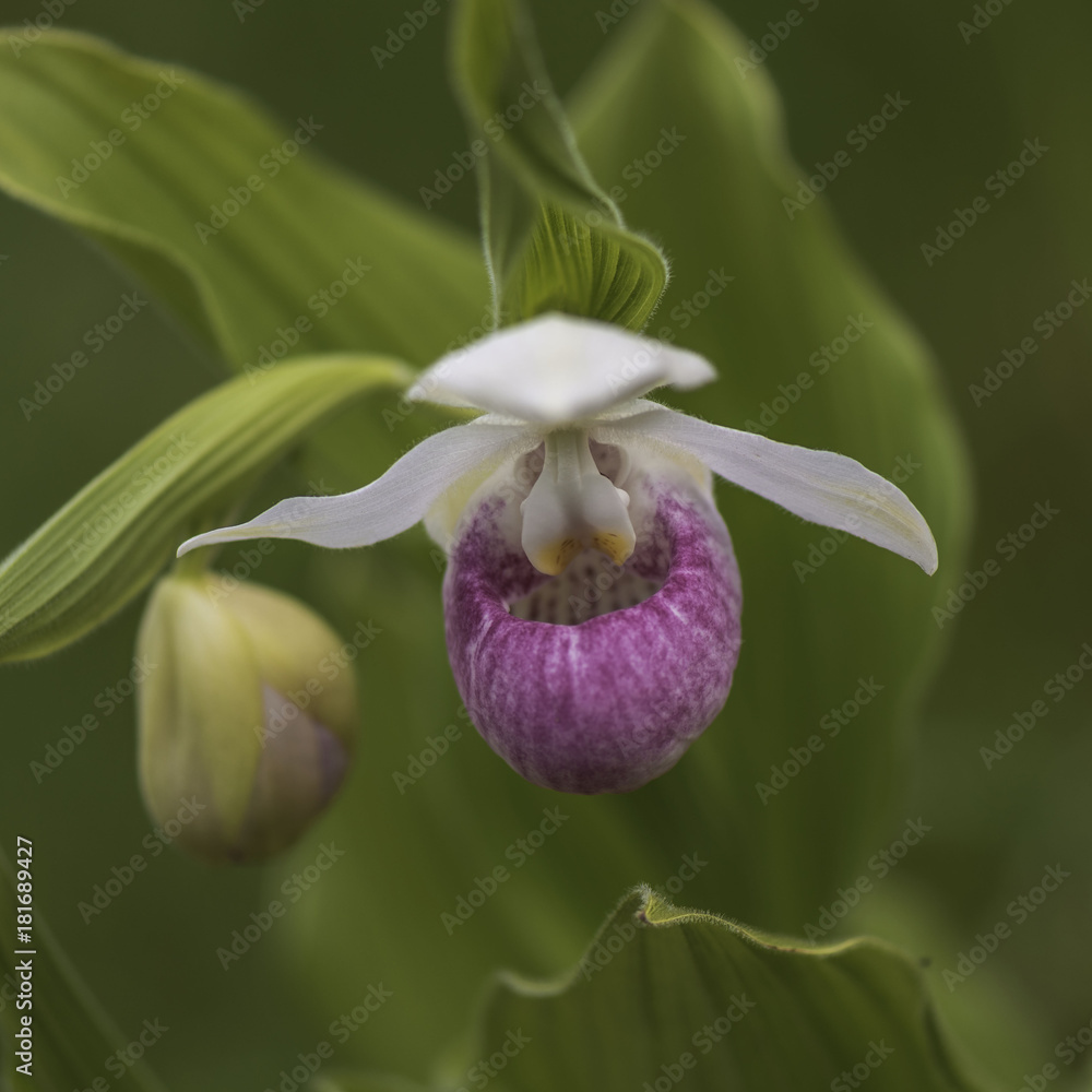 Obraz premium Pink Lady Slipper 2