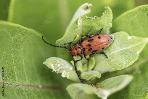 Red Milkweed Beetle © Dennis Anderson 