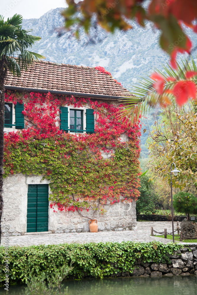 Autumn vine red and green leaves decorate stone wall of old rural country house with windows, wooden shutters, door and tile roof.