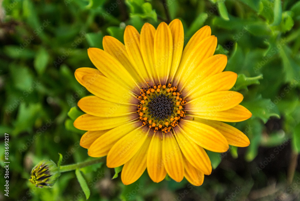 Obraz premium flower in green background