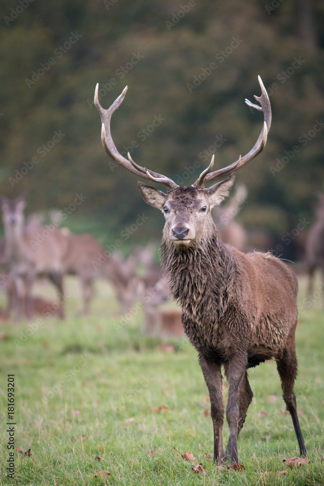 Stag in Windsor Great Park