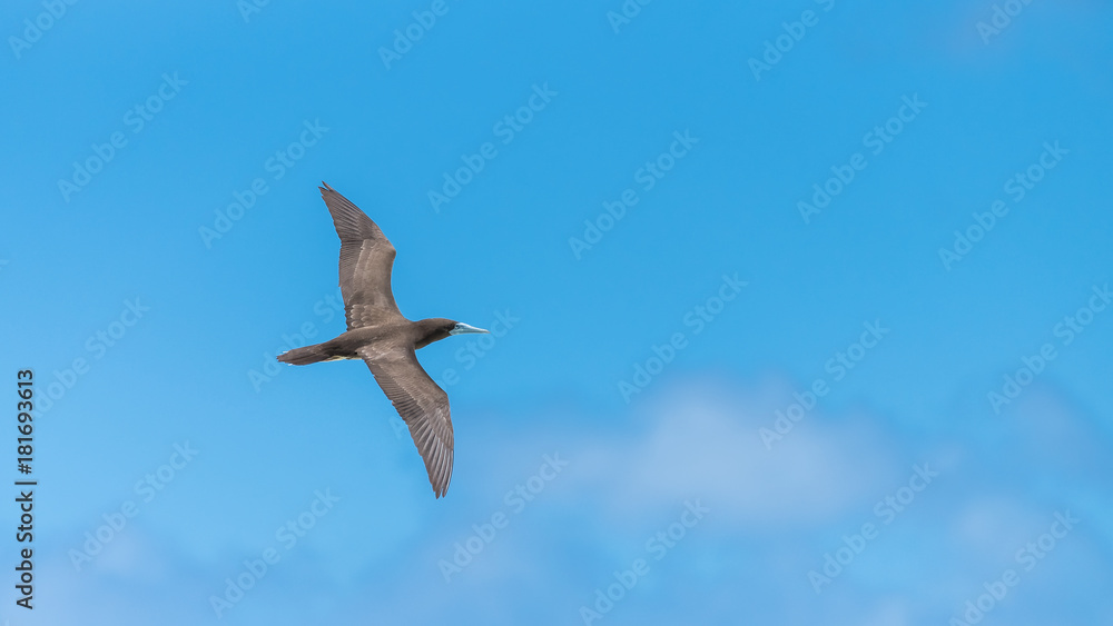 Brown booby, Sula leucogaster, exotic bird flying in blue sky in French Polynesia
Brown booby, Sula leucogaster, exotic bird flying in blue sky in French Polynesia