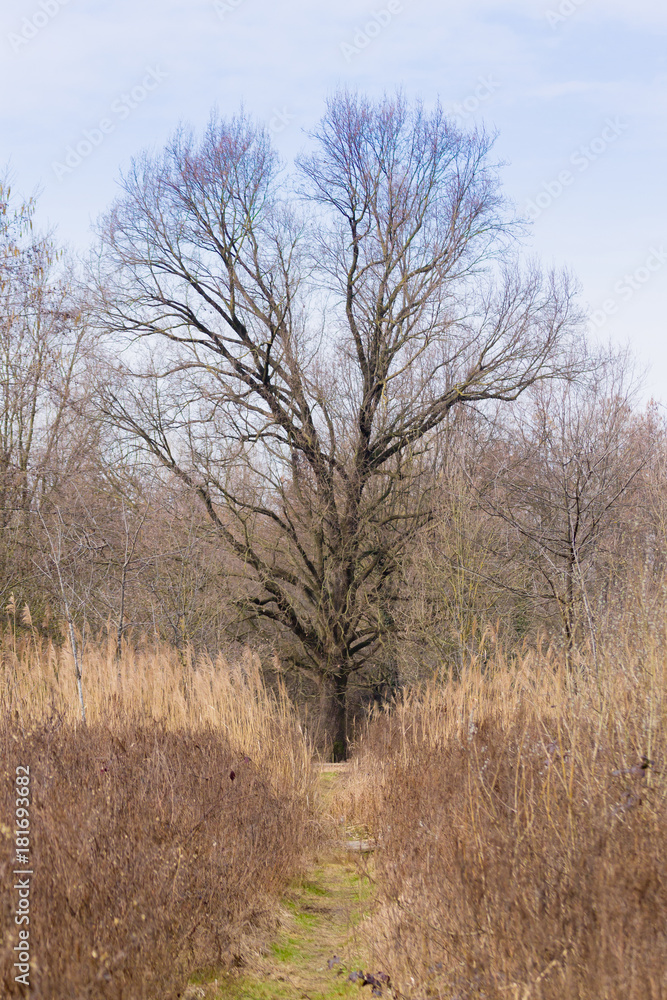 Solitaire tree on spring season Solitaire tree on spring season