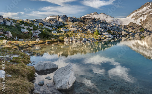 Wallpaper Mural Family of Mountain Goats passes by Alpine Lake Torontodigital.ca