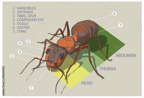 The structure of the ant. Vector diagram.