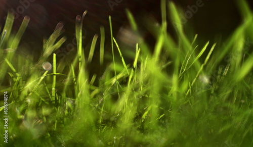 zielone trawy