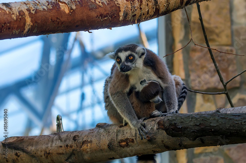 Ring-Tailed Lemur or Lemur catta