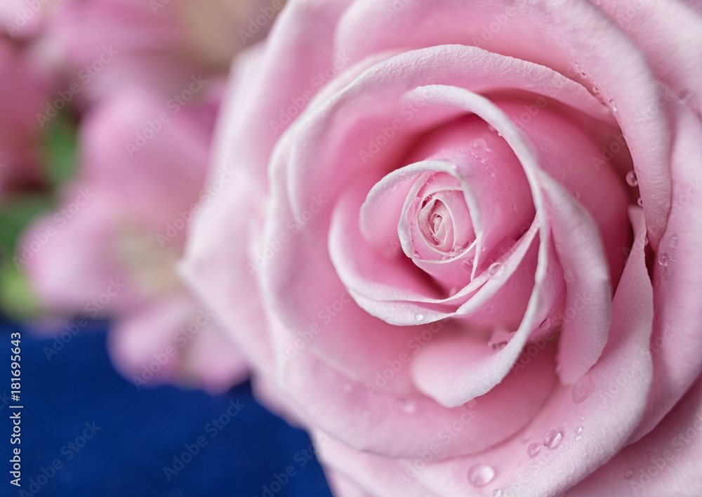 Romantic pink rose flower with water drops. Romantic pink rose flower with water drops.