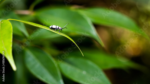 Little Joaninha © Anderson Scaloni