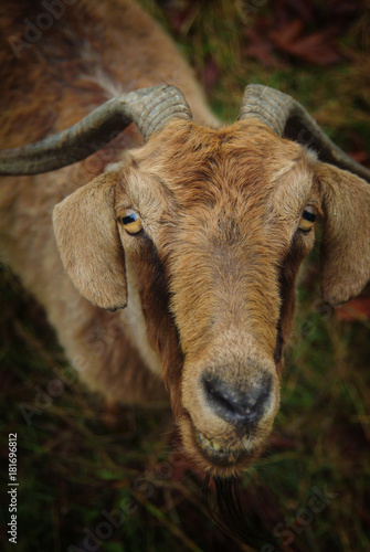 Closeup of Goat with Horns and Bright Yellow Eyes. A goat in a pasture looks up with yellow eye slits and a grinning face. 