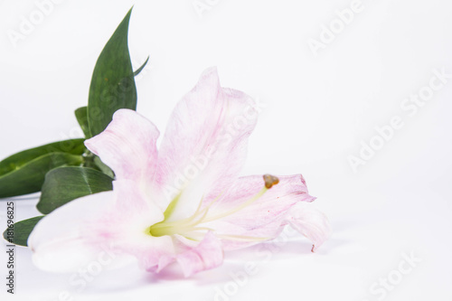 Pink lily on a wwhite background