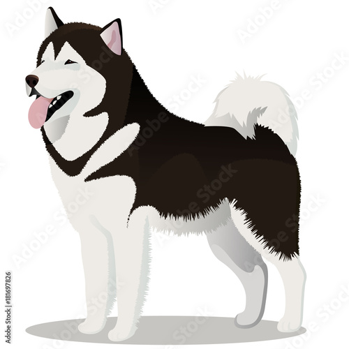 Alaskan Malamute dog