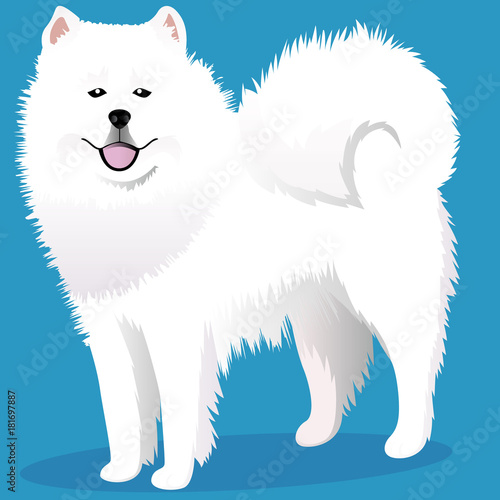 Samoed dog cartoon