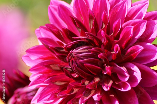 Macro of a formal decorative type dahlia with blurred background. Color changing from ruby to magenta. Characterized by evenly placed, flat-tipped petals.