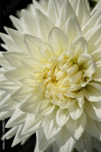 Macro of a formal decorative type dahlia of white color isolated on black background. Characterized by evenly placed, flat-tipped, slightly revolute petals.
