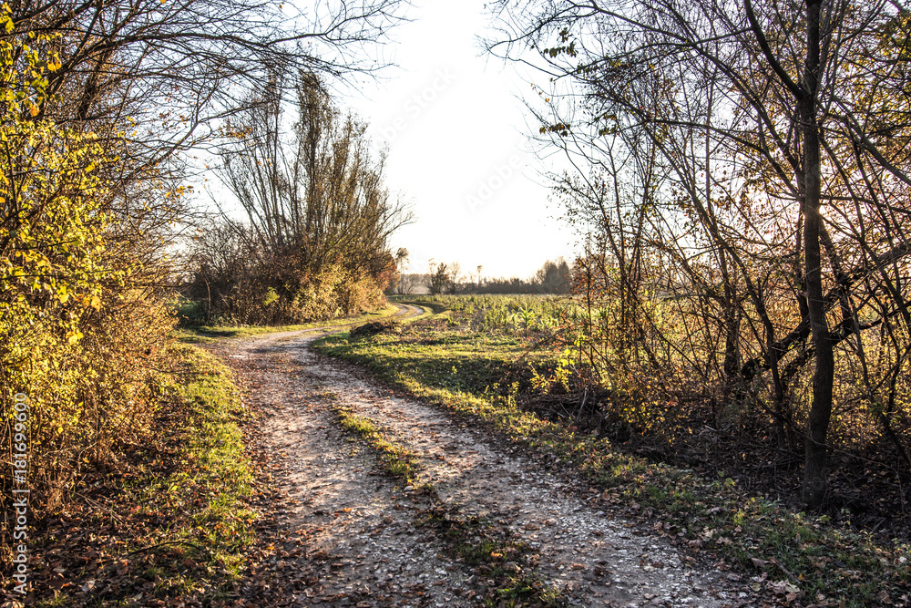 Naklejka premium the trail in the woods