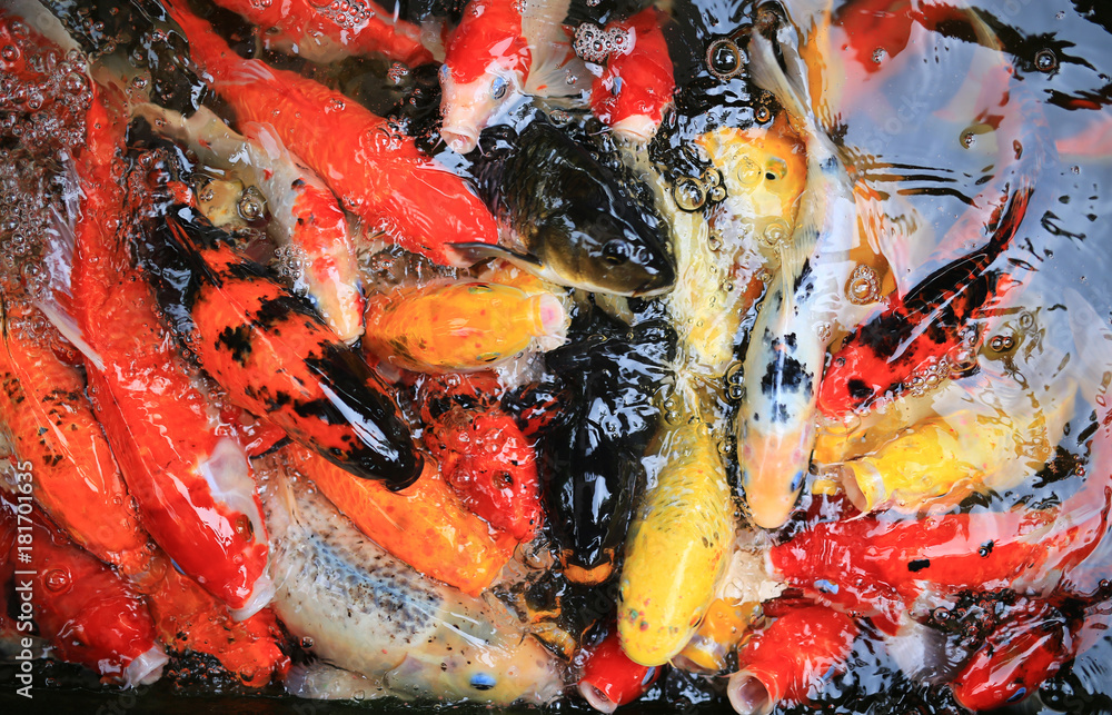 Close-up Koi carps crowding together competing for food. Close-up Koi carps crowding together competing for food.