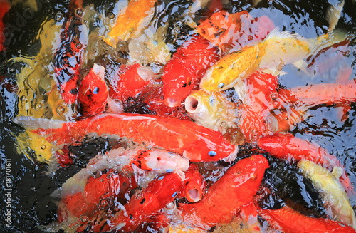 Colorful fancy carp fish, koi fish.