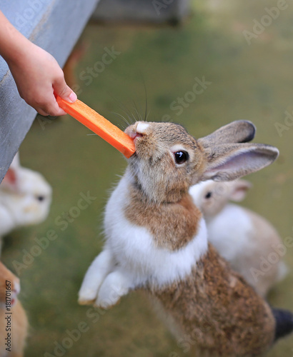 Children feeding rabbits with carrot in the farm.