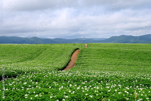 Hill of Biei Hokkaido in the summer