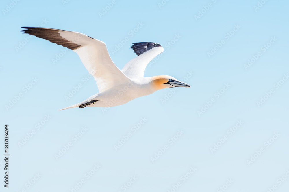 Closeup of one isolated white Gannet bird searching for partner by blue ocean bay on Bonaventure Island in Perce, Quebec, Canada by Gaspesie, Gaspe region Closeup of one isolated white Gannet bird searching for partner by blue ocean bay on Bonaventure Island in Perce, Quebec, Canada by Gaspesie, Gaspe region