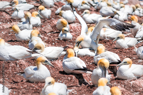 Couple pair of white Gannet bird mating reproducing sex closeup with beak, bill grabbing on Bonaventure Island cliff in Perce, Quebec, Canada