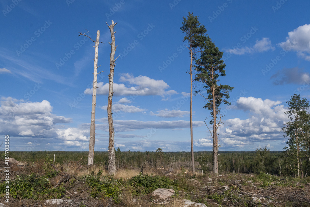 Obraz premium A typical example of the Swedish forestry system