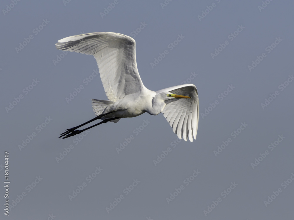 Fototapeta premium Great Egret in Flight on Blue Sky