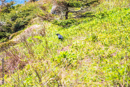 One crow standing on hill searching for food in green bright wilderness on Bonaventure Island in Quebec, Canada
