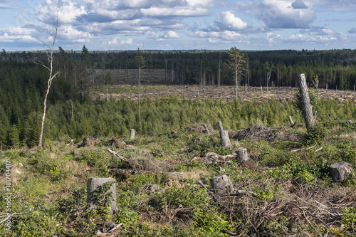 An example of intensive forestry 