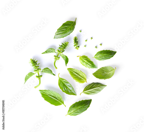 set of basil leaf isolated on white background
